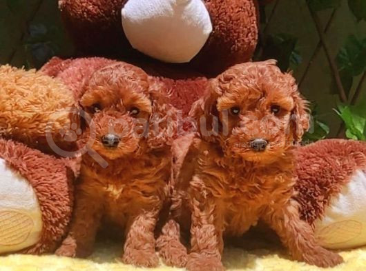 Tooy Poodle Cinsi Kıpkırmızı Red Mini Boy  görsel