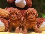 Mini boy puppy kıpkırmızı Red TOOY POODLE 
