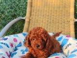 Redbrawn korekan poodle