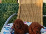 Redbrawn Korekan Poodle