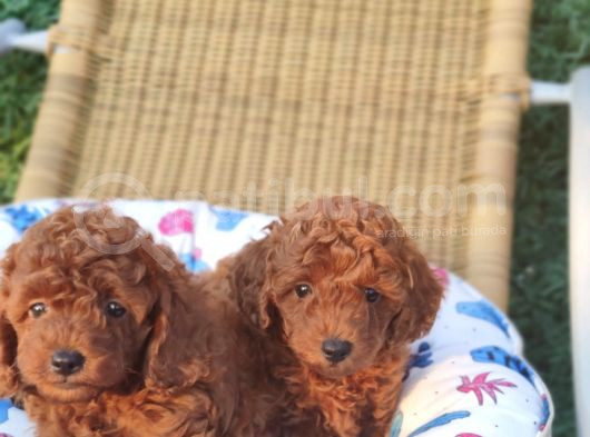 Redbrawn Korekan Poodle görsel