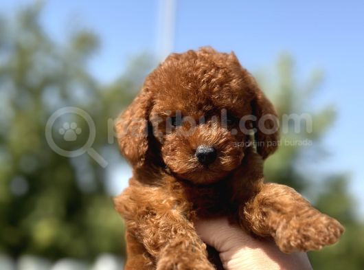 Minicik toy poodle yavrularımız sizleri bekliyor