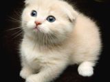 Her Irk Ve Renk Yavru Kedi Bulunur Her Yere Gönderilir