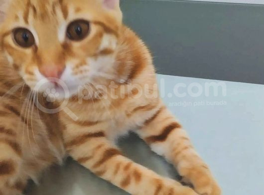 7 Aylik Sarman Erkek Kedi̇ Aci̇l Sahi̇plendi̇rme