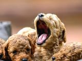 Toy poodle yavrular Çipleri Takılmış Teslime Hazır