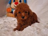 Red Braw Kıpkırmızı Ev Üretimi Tooy Poodle 