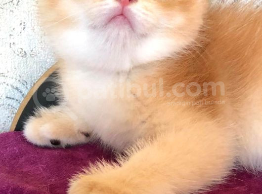 A Kalite Bri̇ti̇sh Shorthai̇r Golden  Yavrular görsel