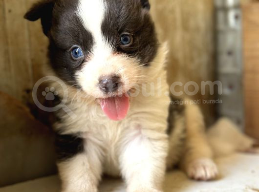 Border Collie Yavrular görsel