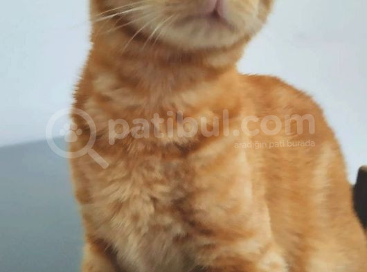 Sarman 7 Aylik Erkek Kedi̇ Aci̇l Sahi̇plendi̇rme görsel