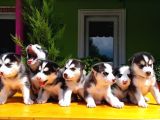 husky Sibirya kurdu Yavru