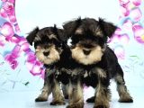 Schnauzer Yavru