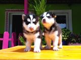 Husky Sibirya Kurdu Yavru