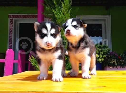 Husky Sibirya Kurdu Yavru görsel