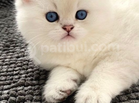 Her Irk Ve Renk Yavru Kedi Bulunur Her Yere Gönderilir görsel