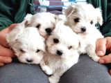 maltese Terrier Yavrularımız