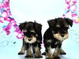 Schnauzer Yavru
