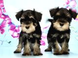 Schnauzer Yavru