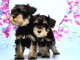 Schnauzer Yavru