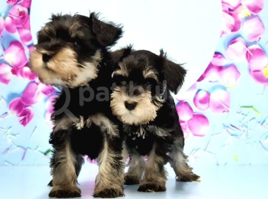 Schnauzer Yavru görsel