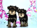 Schnauzer Yavru