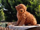 Toy Poodle Yavru