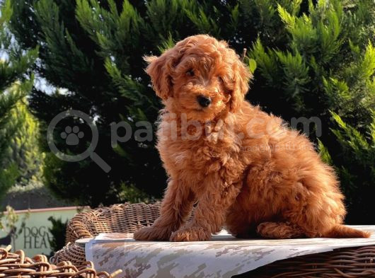 Toy Poodle Yavru görsel