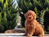 Toy Poodle Yavru