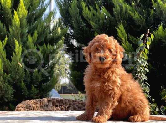 Toy Poodle Yavru görsel