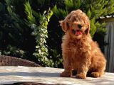 Toy Poodle Yavru