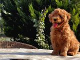 Toy Poodle Yavru