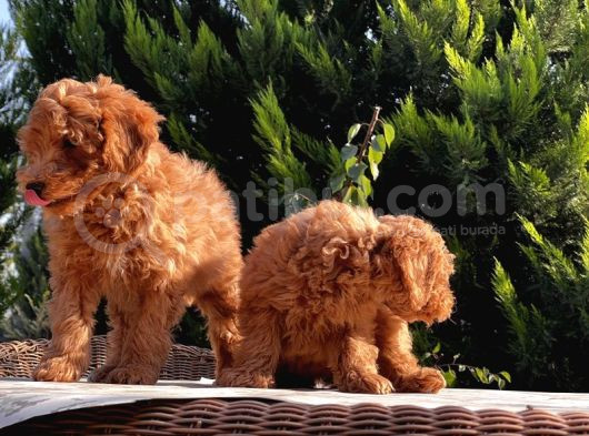 Toy Poodle Yavru görsel