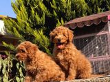Toy Poodle Yavru