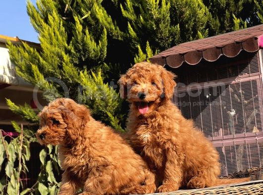 Toy Poodle Yavru görsel