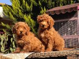 Toy Poodle Yavru