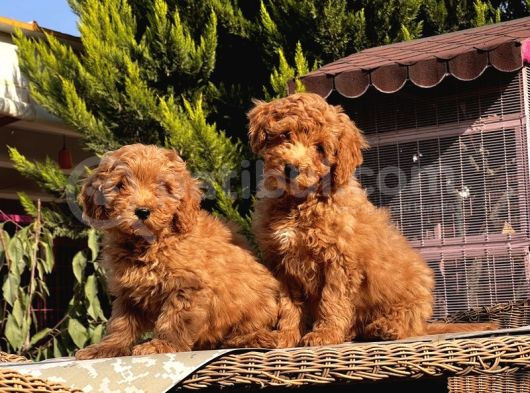 Toy Poodle Yavru görsel