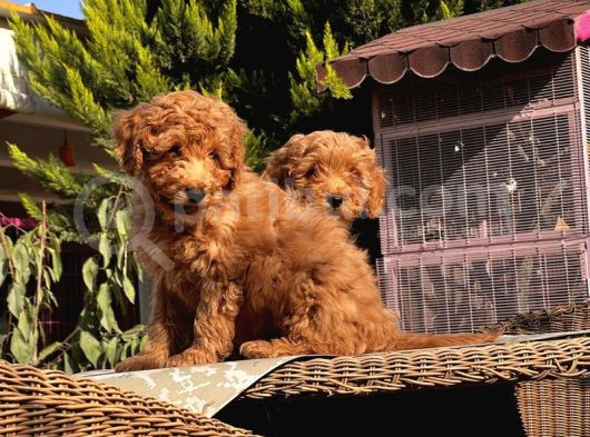 Toy Poodle Yavru görsel