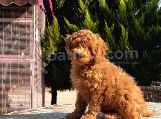 Toy Poodle Yavru görsel