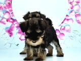 Schnauzer Yavru