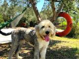 Bobtail - Ingiliz Çoban