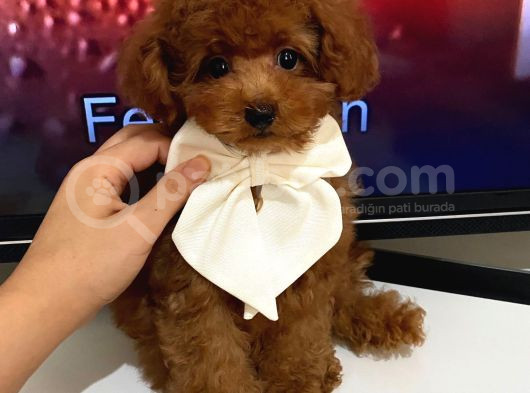 Çok Güzel Toy Poodle Yavrulari görsel