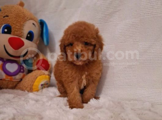 Kıpkırmızı Red Tooy Poodle Sevimli Yavrular  görsel