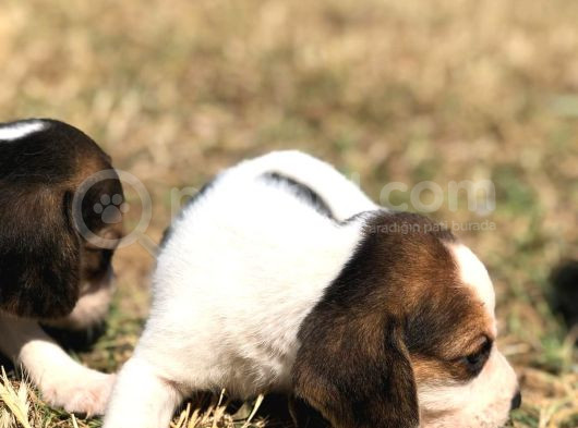 Elizabeth Beagle Bebekler görsel