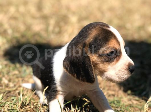Elizabeth Beagle Bebekler görsel