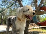 Bobtail - Ingiliz Çoban