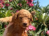 2 aylık toy poodle yavrularımız