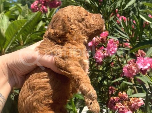 2 Aylık Toy Poodle Yavrularımız görsel