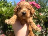 2 Aylık Toy Poodle Yavrularımız