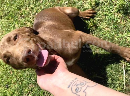 4 Aylık Labrador Yavrusu