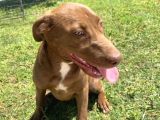4 Aylık Labrador Yavrusu