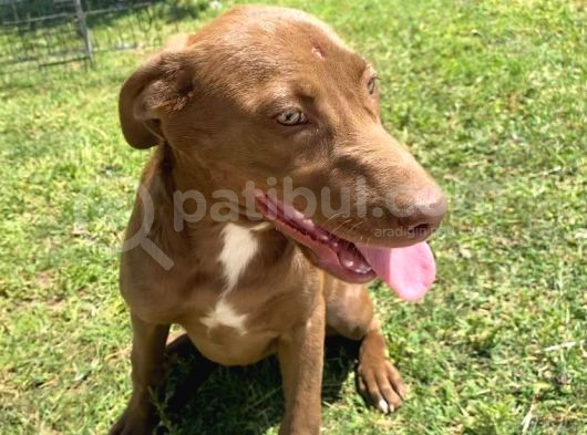 4 Aylık Labrador Yavrusu görsel